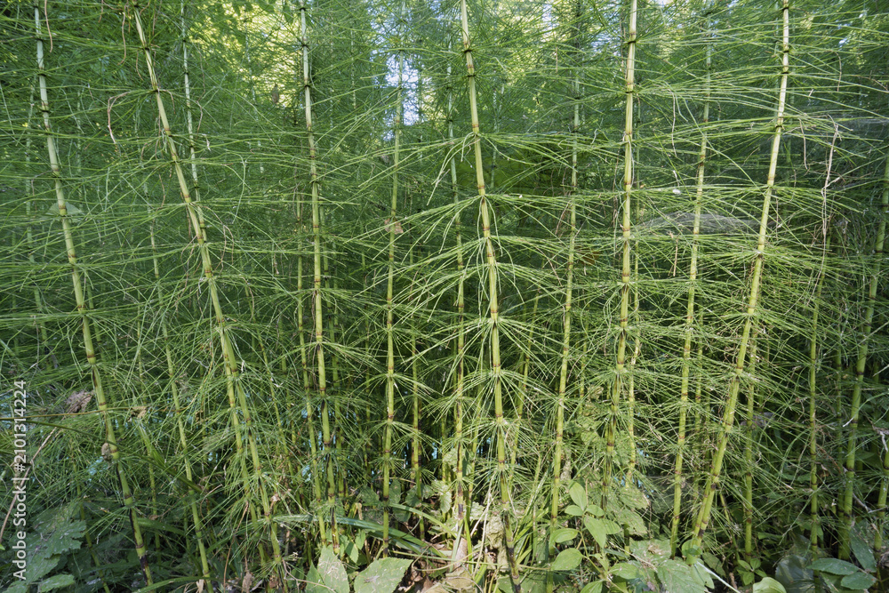 Obraz premium some sterile plants of field horsetail or common horsetail in summertime