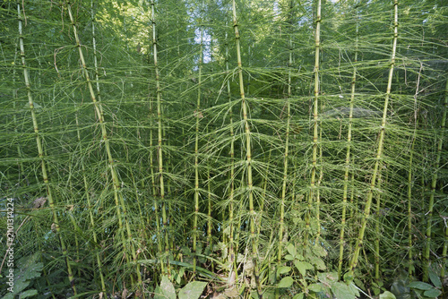 some sterile plants of field horsetail or common horsetail in summertime