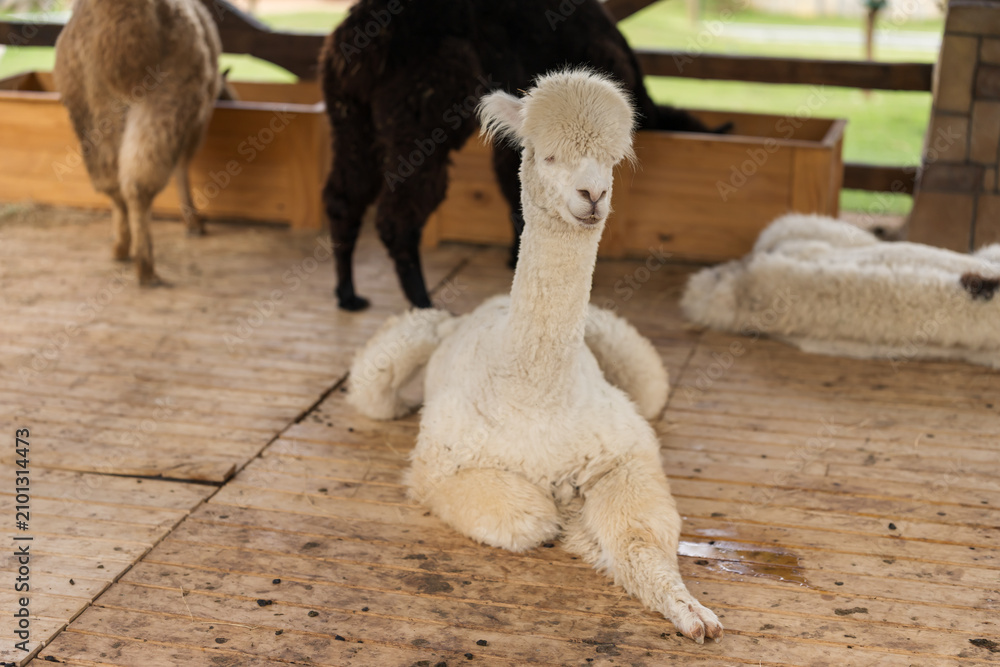Obraz premium alpaca resting in its cot