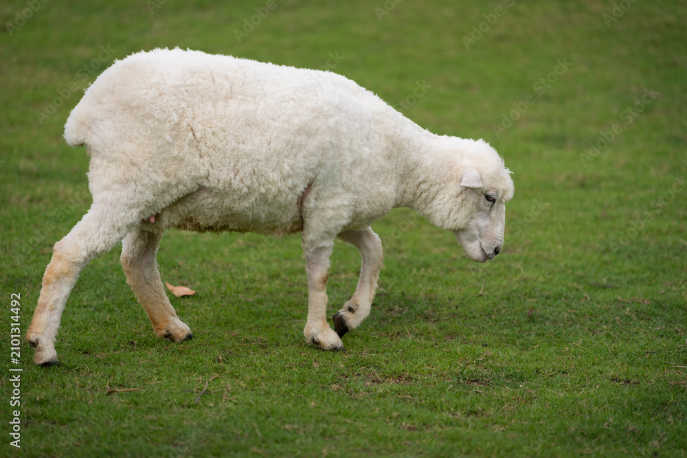 Obraz premium sheep walking in grass field