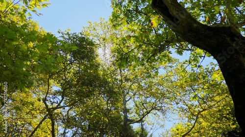 trees and sky