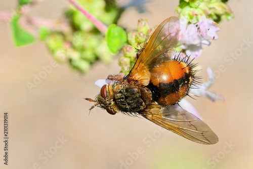 Igelfliege am Dost