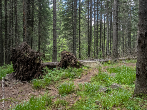 Φωτογραφία Concrete stairs and the remnant foundation of the former Pietrele mountain hut, which burned down years ago, now surrounded by lush, overgrown forest vegetation in the Retezat Mountains, Romania
