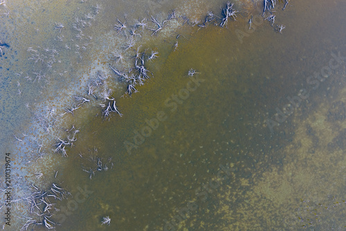 Aerial view of flooded wetland with dead submerged trees