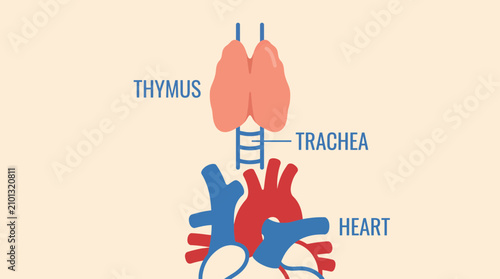 Tableau sur toile Human Thymus Gland Anatomy Illustration