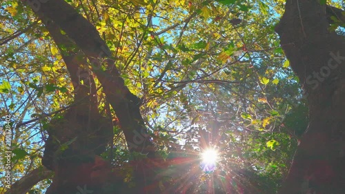 sun shining through trees