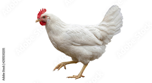 Quadro su tela White chicken walking gracefully against a plain background