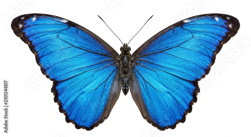 Cuadro en lienzo Stunning iridescent blue morpho butterfly with intricate wing patterns and dark