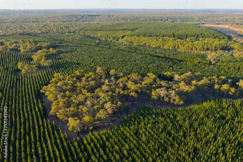 Aerial view of plantation forest with remnant native patch