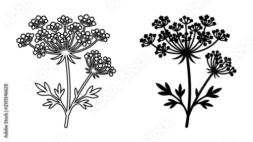 Fotografía Dill Plant Illustrations: Two stylized illustrations of a dill plant, one in outline and the other as a silhouette, showcase its distinctive umbel flower and feathery leaves