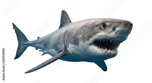 Fotografie Great white shark with mouth open, showing sharp teeth underwater