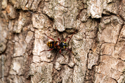 Konstfotografi Longhorn beetle Plagionotus detritus on oak tree bark