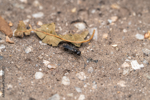 Cuadro en lienzo Black spider wasp Pompilidae on gravelly ground with dry leaf