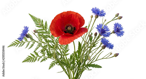 Foto Vibrant red poppy and delicate blue cornflowers with fern fronds