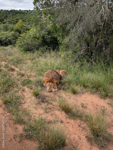 Photography lion in a nature reserve safari lying down on the dirt and grass