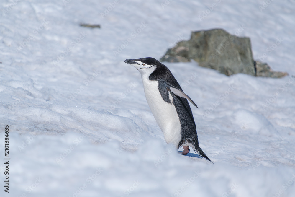 Obraz premium The Chinstrap Penguins in the snow of Half Moon Island, South Shetland Islands, Antarctica