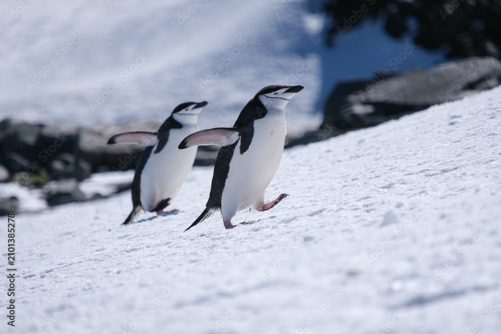 Obraz premium Chinstrap penguins in the snow on Half Moon Island, South Shetland Islands, Antarctica