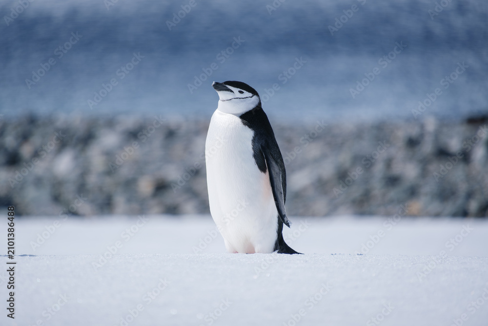 Obraz premium Chinstrap penguins in the snow on Half Moon Island, South Shetland Islands, Antarctica