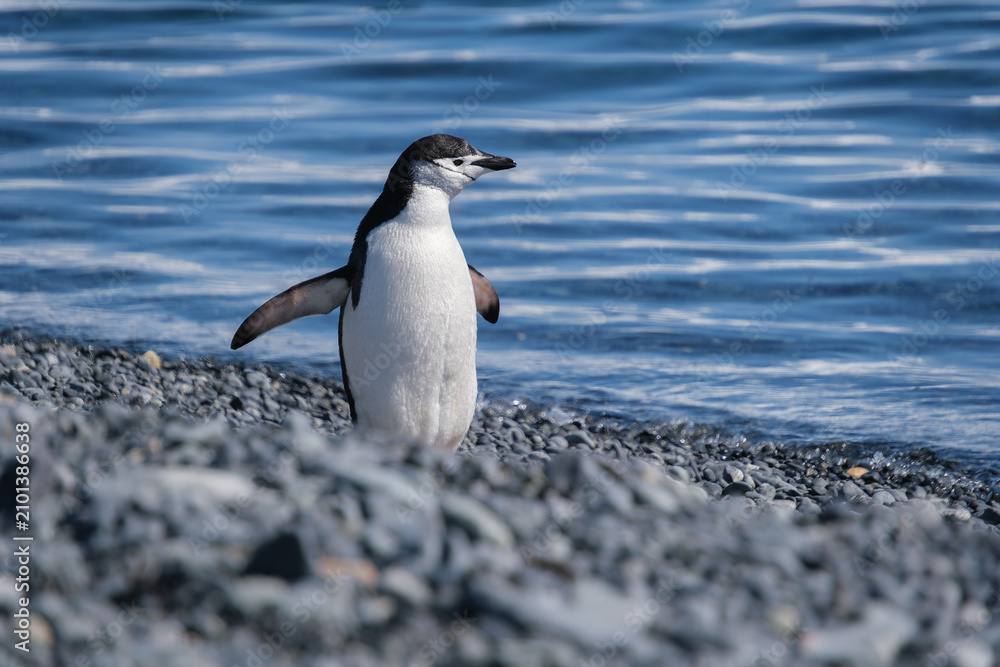 Fototapeta premium Chinstrap penguins on the beach of Half Moon Island in the South Shetland Islands, Antarctica