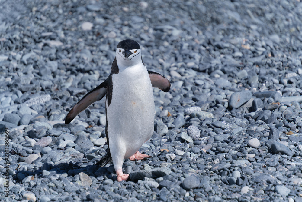 Fototapeta premium Chinstrap penguins on the beach of Half Moon Island in the South Shetland Islands, Antarctica