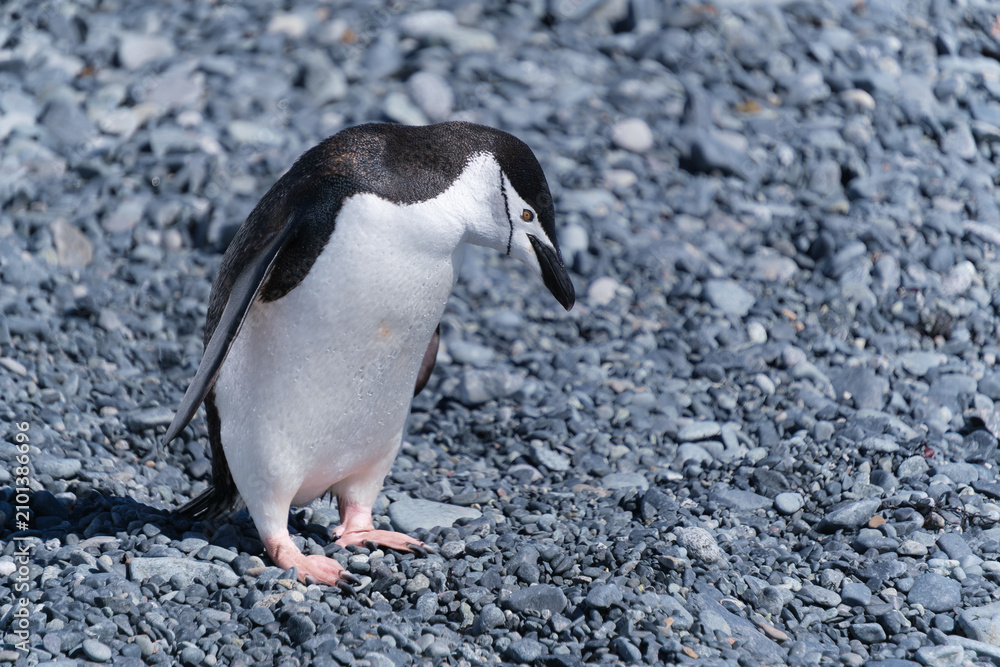 Fototapeta premium Chinstrap penguins on the beach of Half Moon Island in the South Shetland Islands, Antarctica