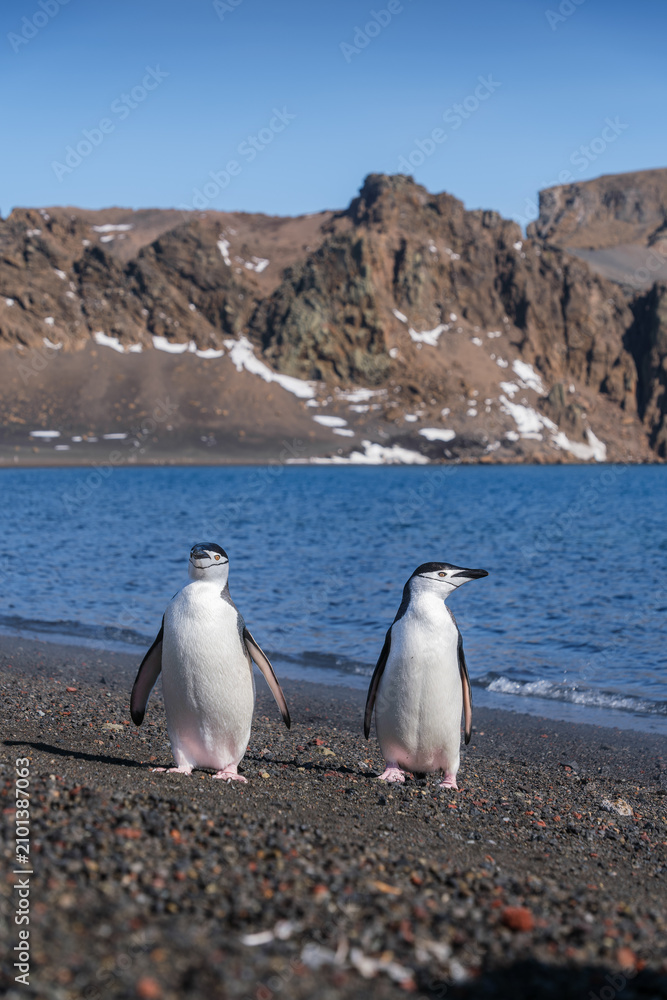 Obraz premium Chinstrap penguins on the beach of Deception Island, South Shetland Islands, Antarctica