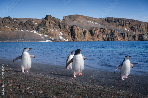 Foto Penguins on the beach of Deception Island, South Shetland Islands, Antarctica