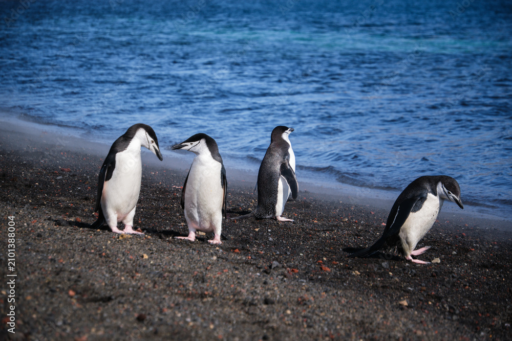 Obraz premium Chinstrap penguins on the beach of Deception Island, South Shetland Islands, Antarctica