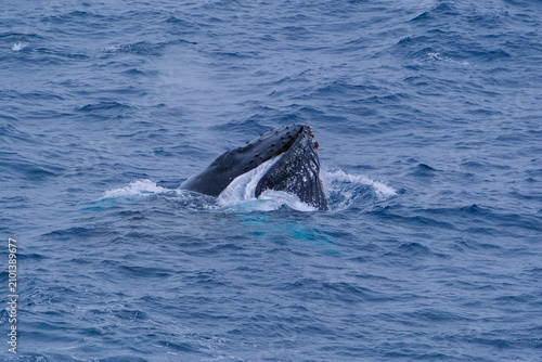 Foto Humpback whale wildlife and natural scenery in the Antarctic Ocean
