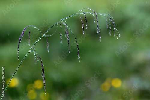 blade of grass in the rain with drops