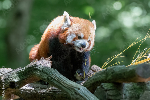 little red panda on a branch