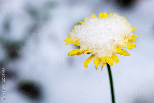 yellow flower covered in snow