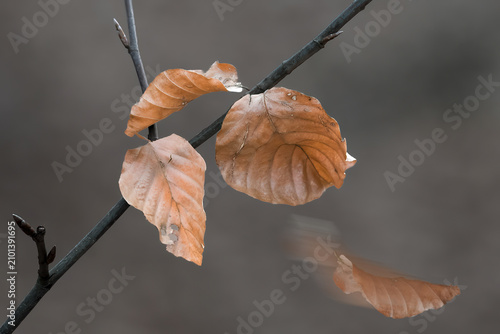 autumn leaves and falling leaves