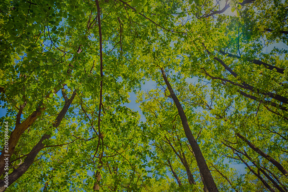 Fototapeta premium green forest in spring time