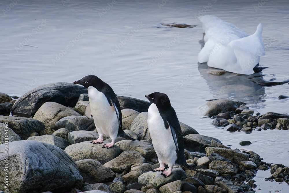Fototapeta premium Antarctica, Portal point of the Antarctic Peninsula, Gentoo penguin natural scenery