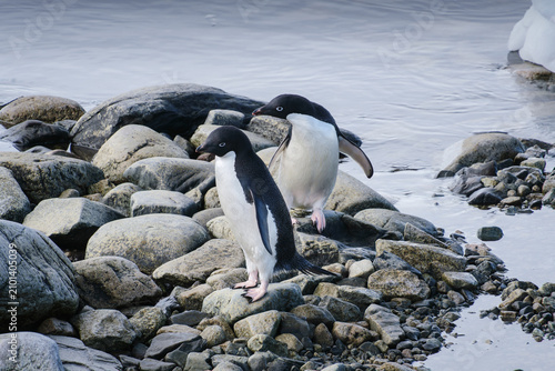 Obraz na płótnie Antarctica, Portal point of  the Antarctic Peninsula, Gentoo penguin natural sce