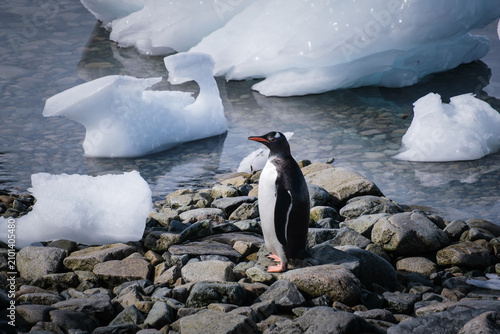 Foto Antarctica, Portal point of  the Antarctic Peninsula, Gentoo penguin natural sce