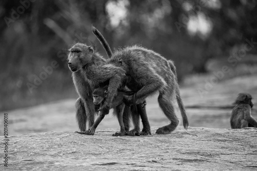 Tableau sur toile Baboon troop on rocky ground, dramatic black and white