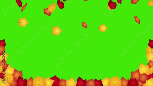 Animated falling autumn leaves on a green screen background, perfect for seasonal videos, nature scenes, Thanksgiving projects, video overlays, chroma key editing, and autumn-themed motion graphics