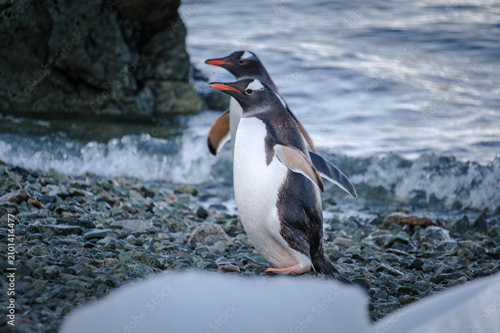 Obraz premium Antarctica, Danco Island, Antarctic Peninsula, Gentoo penguin natural scenery