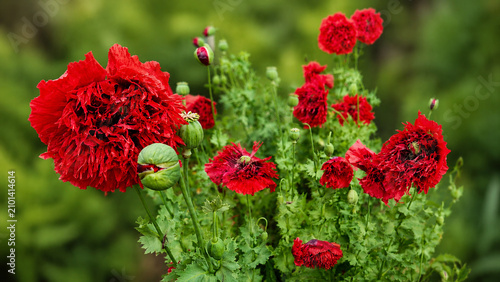 Red Fringed Poppy Flowers Blooming in Garden with Seed Pods