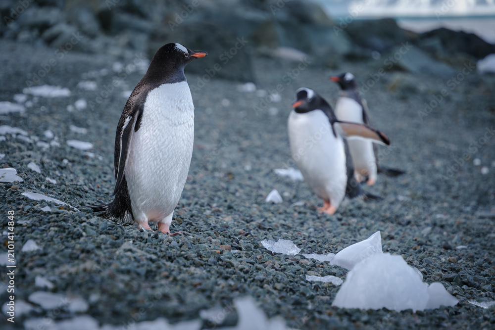 Fototapeta premium Antarctica, Danco Island, Antarctic Peninsula, Gentoo penguin natural scenery
