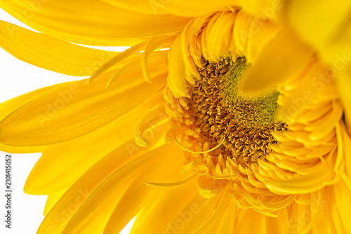 Yellow Gerbera Daisy Macro Close Up Floral Background