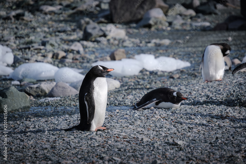 Fototapeta premium Antarctica, Danco Island, Antarctic Peninsula, Gentoo penguin natural scenery