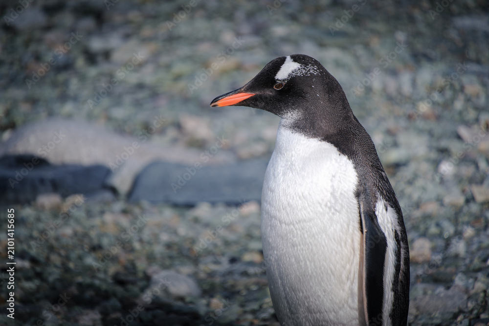 Fototapeta premium Antarctica, Danco Island, Antarctic Peninsula, Gentoo penguin natural scenery