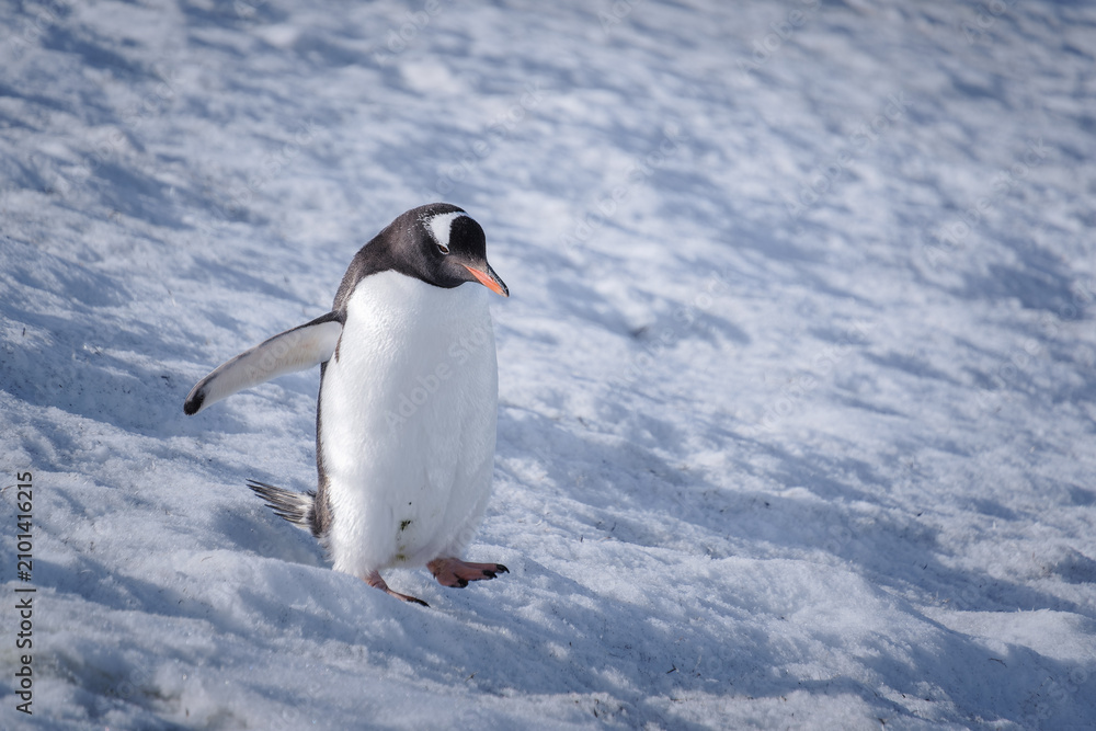 Fototapeta premium Antarctica, Danco Island, Antarctic Peninsula, Gentoo penguin natural scenery