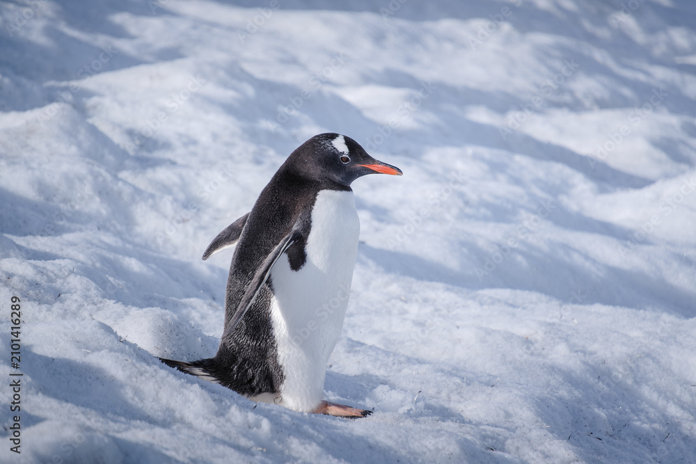 Obraz premium Antarctica, Danco Island, Antarctic Peninsula, Gentoo penguin natural scenery