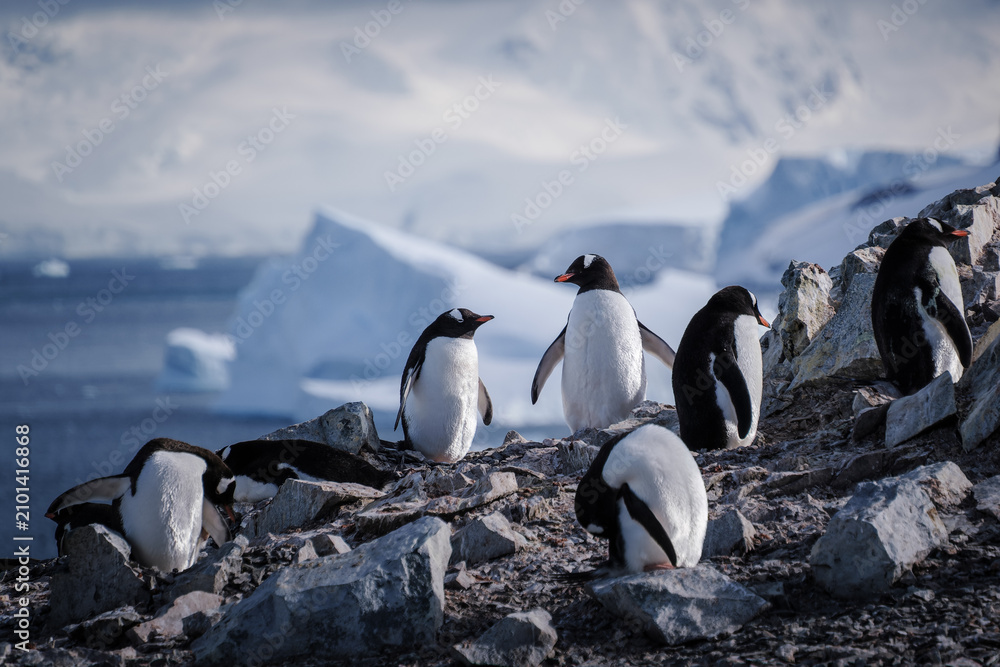 Fototapeta premium Antarctica, Danco Island, Antarctic Peninsula, Gentoo penguin natural scenery
