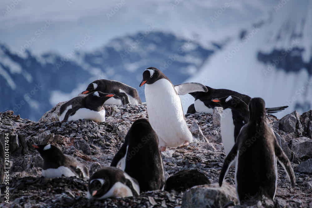 Fototapeta premium Antarctica, Danco Island, Antarctic Peninsula, Gentoo penguin natural scenery
