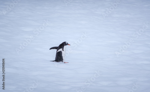 Obraz na płótnie Gentoo penguins in the snowfields of Danco Island, Antarctic Peninsula, Antarcti